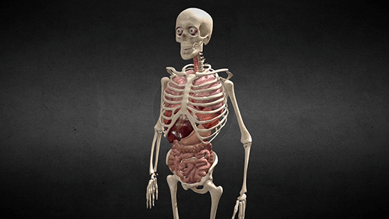 Anatomical Animation